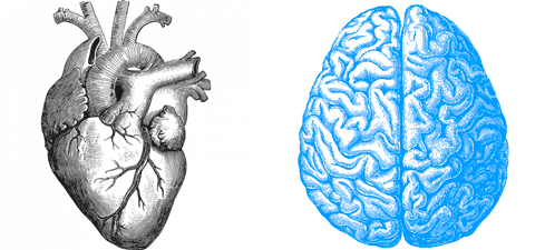 cuore cervello 045web 1
